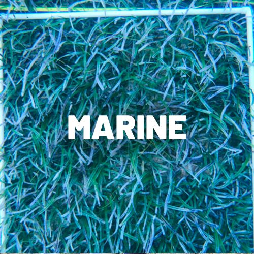 NPA_ENVIRONMENT-MARINE